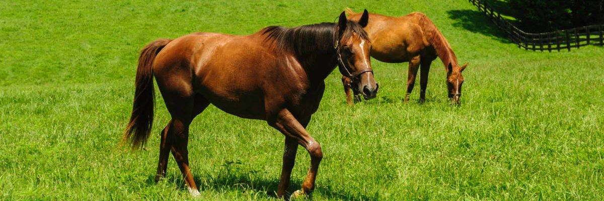 equitazione in maremma toscana